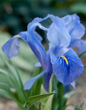 Fotografia 8 da espécie Iris planifolia no Jardim Botânico UTAD