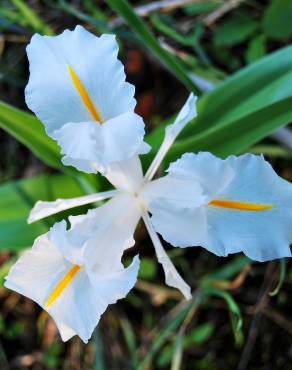 Fotografia 9 da espécie Iris planifolia no Jardim Botânico UTAD