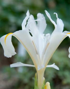 Fotografia 10 da espécie Iris planifolia no Jardim Botânico UTAD