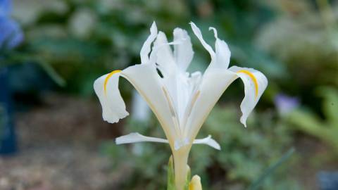 Fotografia da espécie Iris planifolia