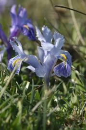 Fotografia da espécie Iris planifolia