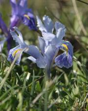 Fotografia da espécie Iris planifolia