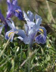 Iris planifolia