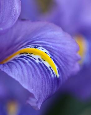 Fotografia 11 da espécie Iris planifolia no Jardim Botânico UTAD