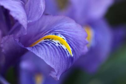Fotografia da espécie Iris planifolia
