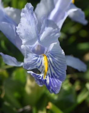 Fotografia 12 da espécie Iris planifolia no Jardim Botânico UTAD