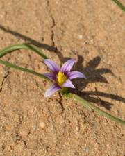 Fotografia da espécie Romulea ramiflora