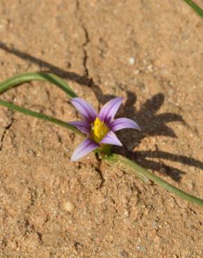 Fotografia 1 da espécie Romulea ramiflora subesp. ramiflora no Jardim Botânico UTAD