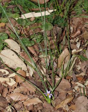 Fotografia 3 da espécie Romulea ramiflora subesp. ramiflora no Jardim Botânico UTAD