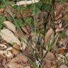 Fotografia 3 da espécie Romulea ramiflora subesp. ramiflora do Jardim Botânico UTAD