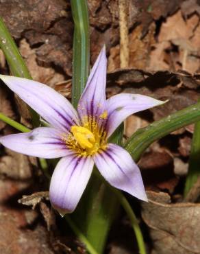 Fotografia 5 da espécie Romulea ramiflora subesp. ramiflora no Jardim Botânico UTAD