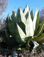 Agave atrovirens