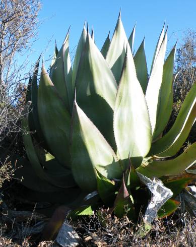 Fotografia de capa Agave atrovirens - do Jardim Botânico