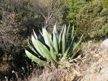 Fotografia da espécie Agave atrovirens