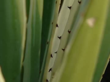 Fotografia da espécie Furcraea selloa