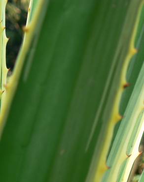 Fotografia 4 da espécie Furcraea selloa no Jardim Botânico UTAD