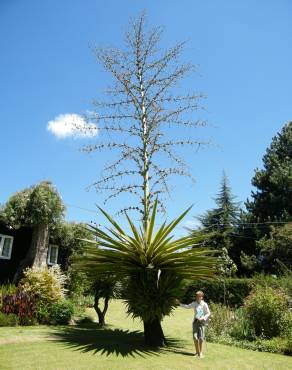 Fotografia 7 da espécie Furcraea selloa no Jardim Botânico UTAD