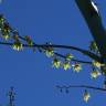 Fotografia 8 da espécie Furcraea selloa do Jardim Botânico UTAD