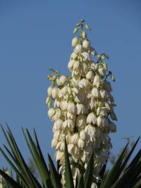 Fotografia da espécie Yucca aloifolia