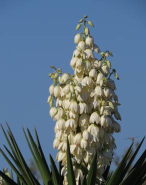 Fotografia 1 da espécie Yucca aloifolia no Jardim Botânico UTAD