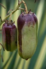 Fotografia da espécie Yucca aloifolia