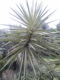 Fotografia da espécie Yucca aloifolia