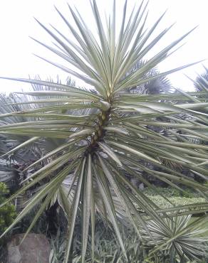 Fotografia 3 da espécie Yucca aloifolia no Jardim Botânico UTAD