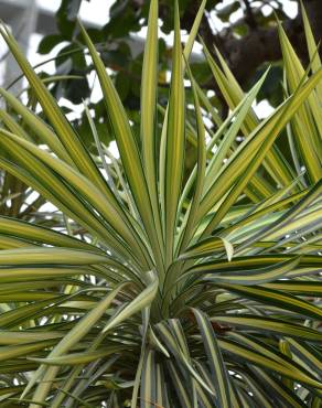 Fotografia 4 da espécie Yucca aloifolia no Jardim Botânico UTAD