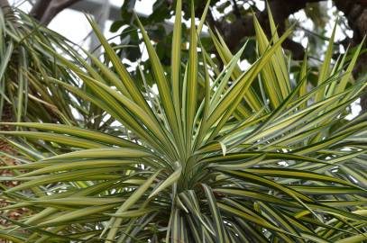 Fotografia da espécie Yucca aloifolia