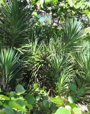 Fotografia 5 da espécie Yucca aloifolia no Jardim Botânico UTAD