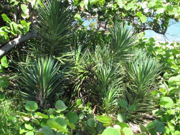 Fotografia da espécie Yucca aloifolia