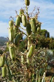 Fotografia da espécie Yucca aloifolia