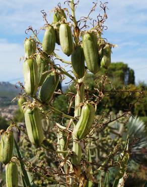 Fotografia 6 da espécie Yucca aloifolia no Jardim Botânico UTAD