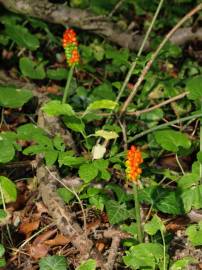 Fotografia da espécie Arum cylindraceum