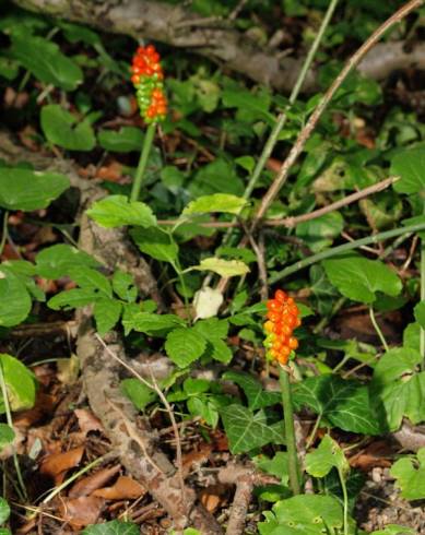 Fotografia de capa Arum cylindraceum - do Jardim Botânico