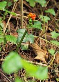 Fotografia da espécie Arum cylindraceum