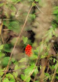 Fotografia da espécie Arum cylindraceum