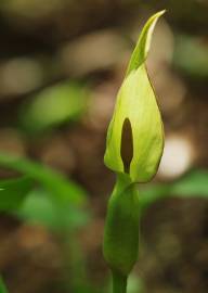 Fotografia da espécie Arum cylindraceum