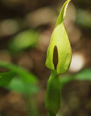 Fotografia 4 da espécie Arum cylindraceum no Jardim Botânico UTAD