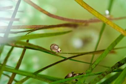 Fotografia da espécie Zostera marina