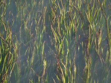 Fotografia da espécie Zostera marina