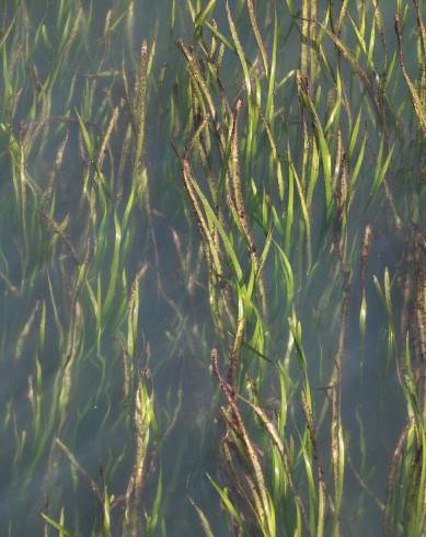 Fotografia de capa Zostera marina - do Jardim Botânico