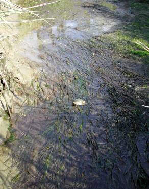 Fotografia 5 da espécie Zostera marina no Jardim Botânico UTAD