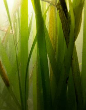 Fotografia 6 da espécie Zostera marina no Jardim Botânico UTAD