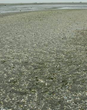 Fotografia 3 da espécie Zostera noltii no Jardim Botânico UTAD