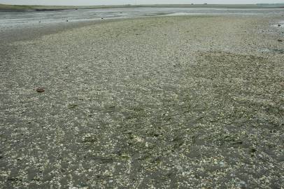 Fotografia da espécie Zostera noltii