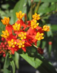 Asclepias curassavica