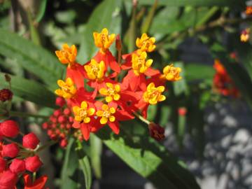 Fotografia da espécie Asclepias curassavica