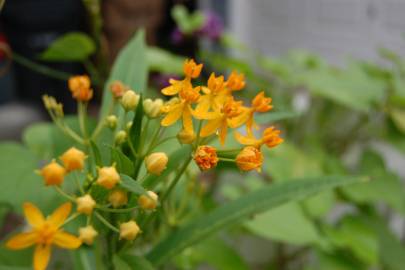 Fotografia da espécie Asclepias curassavica