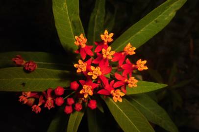 Fotografia da espécie Asclepias curassavica